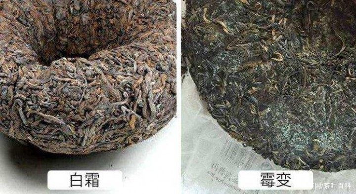 普洱茶饼发霉了还可以食用吗