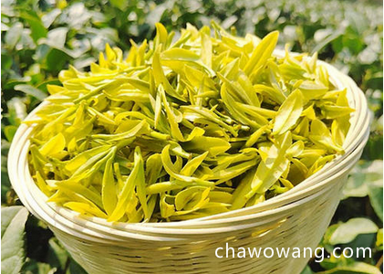 黄金芽茶叶多少钱一斤 2020安吉白茶黄金芽的最新报价