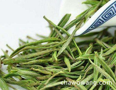安吉白茶属于绿茶吗 有什么好处 怎么选择安吉白茶