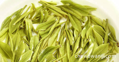 浙江安吉白茶 品质超常的“白茶＂