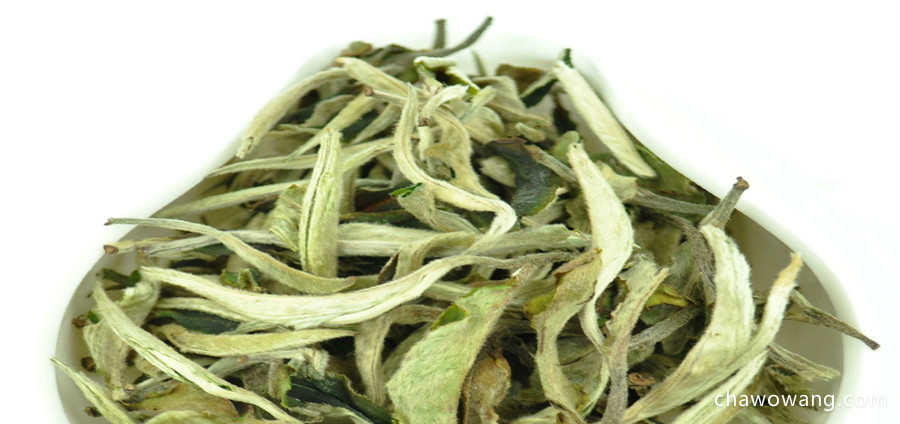 安吉白茶历史