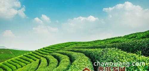 湖南安化黑茶产地在哪里 产地分布