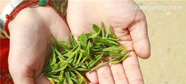信阳毛尖是绿茶，被誉为“绿茶之王”！