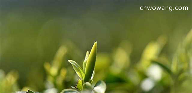 碧螺春茶树，本地群体小叶种茶叶品质最好！