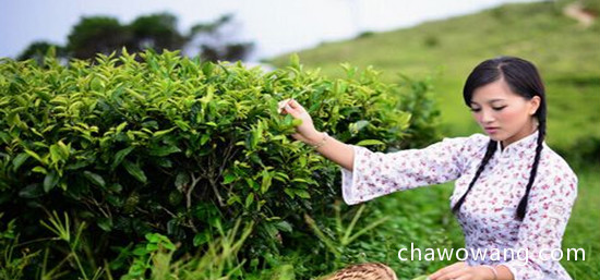 日照绿茶如何采摘的？日照绿茶的采摘时间、标准与方法