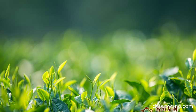 崂山绿茶十大品牌 崂山绿茶的价格