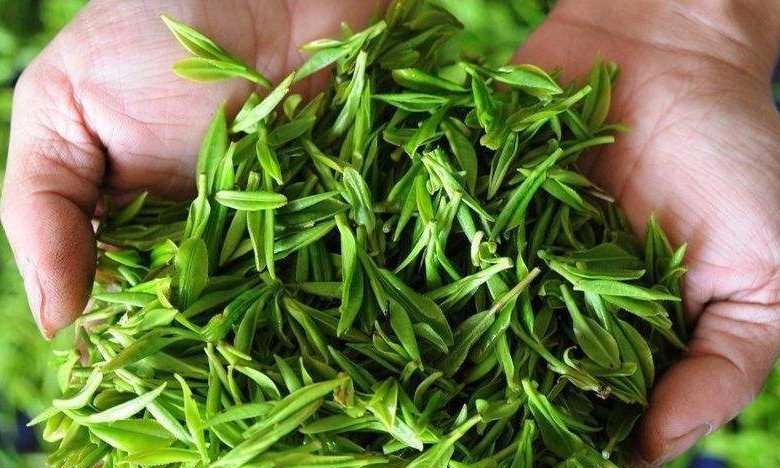 庐山云雾茶是未发酵茶 庐山云雾茶的产地