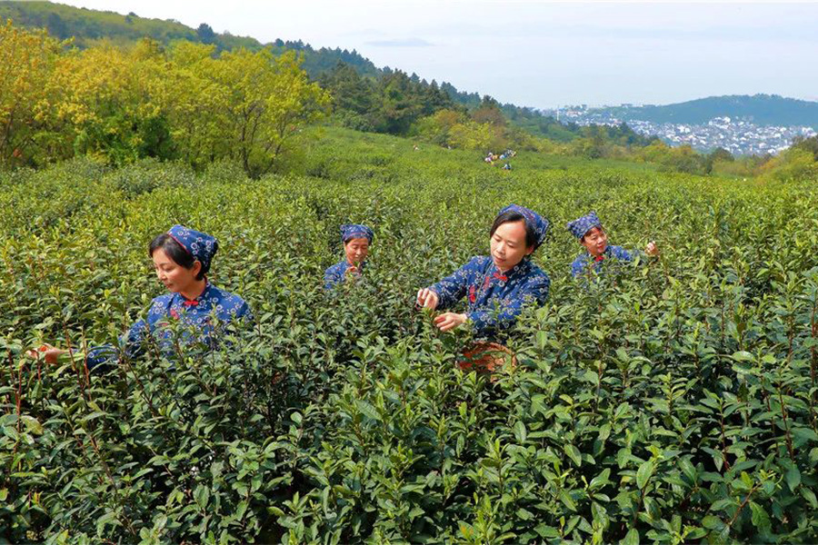 2021碧螺春新茶啥时候上市？