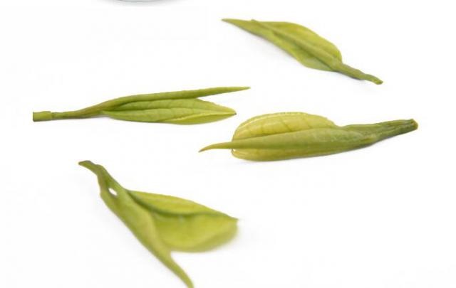 安吉白茶的产地 安吉白茶历史渊源