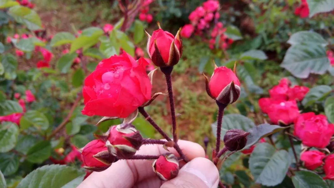 7种玫瑰花茶：是男人的护身符，也是女人的美容院