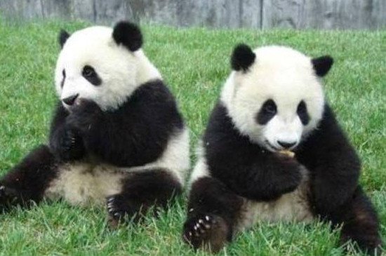天价熊猫茶，熊猫茶现在怎么样？