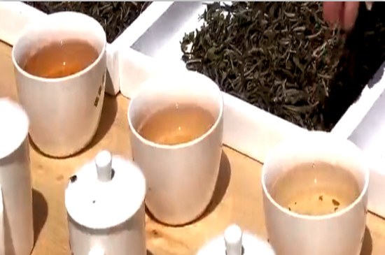 白茶的年份是怎么区分，如何辨别白茶年份