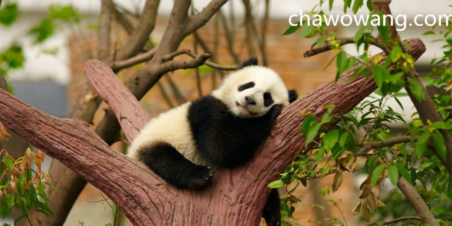 大熊猫是怎么成为“国宝”的？为何全世界的大熊猫，都是中国的？
