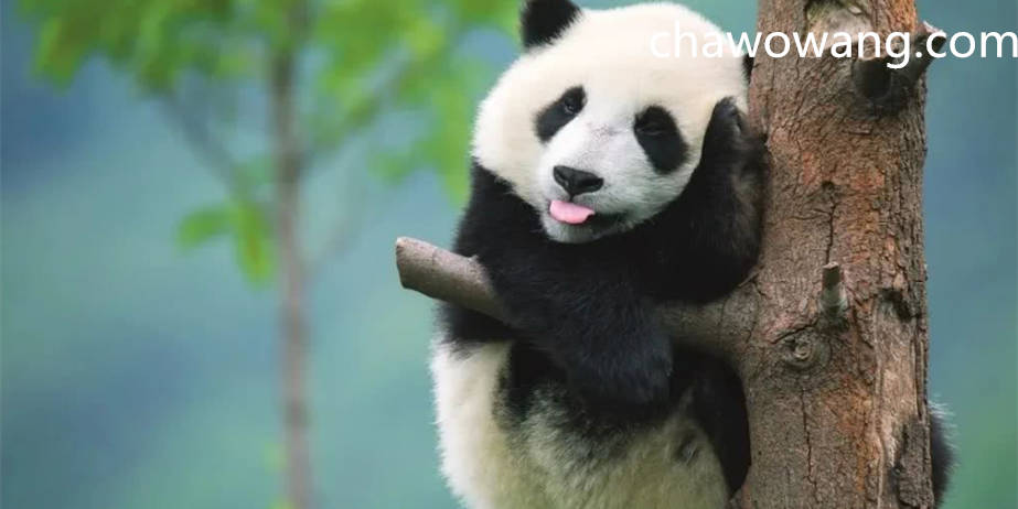 大熊猫是怎么成为“国宝”的？为何全世界的大熊猫，都是中国的？