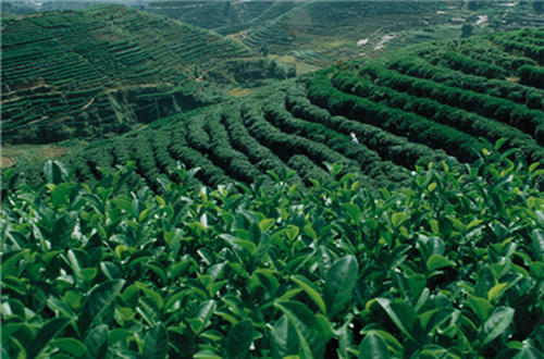 “中国十大名茶”之西湖龙井的起源和品质特点