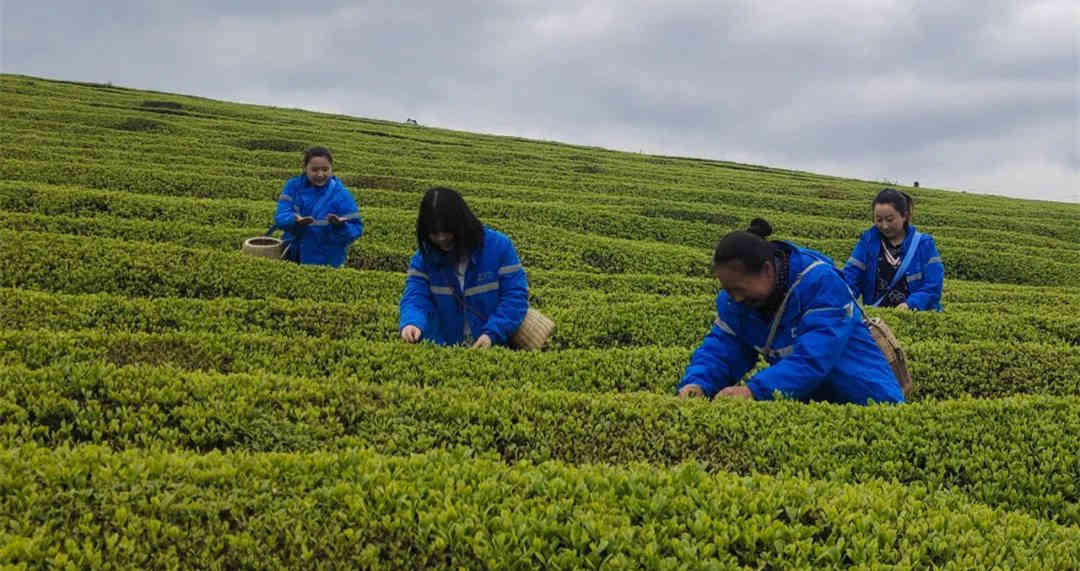 今年的湄潭翠芽明前茶，你喝到了吗？