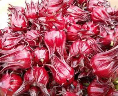 这种红花好看、好吃还能泡茶，很多地方都能种植，亩均收益过2万