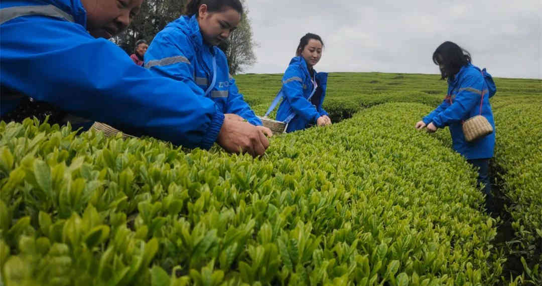 今年的湄潭翠芽明前茶，你喝到了吗？