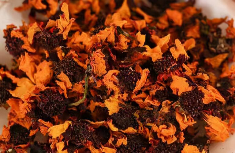 昆仑雪菊是什么样子的（昆仑雪菊特点功效与作用）