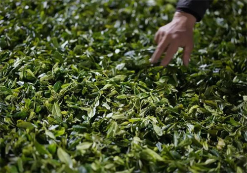 正山小种红茶的保质期及保存方法分析