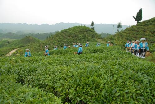 贵定云雾茶价格