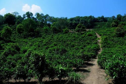 南糯白毫产地 南糯白毫普洱