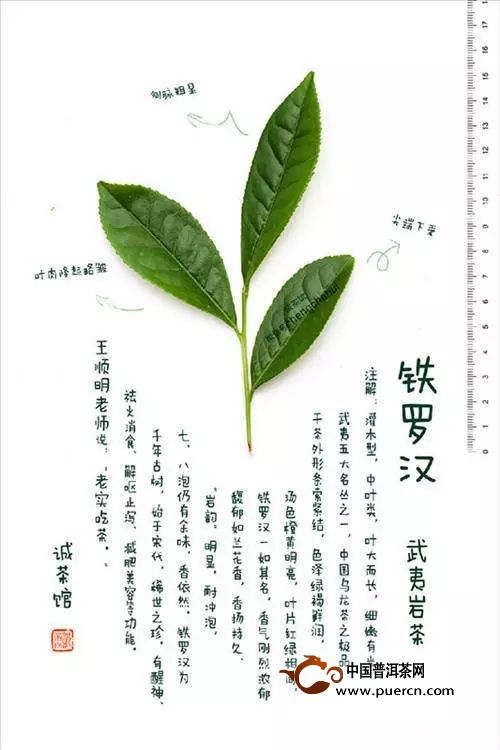武夷岩茶品种大全及图片
