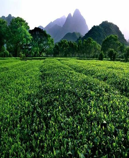 山东日照绿茶生产厂家