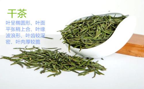 竹叶青是什么茶？
