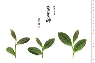 武夷岩茶的的功效与作用与与作用