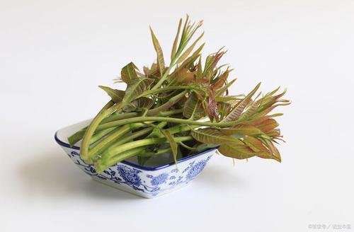 春芽茶的功效作用