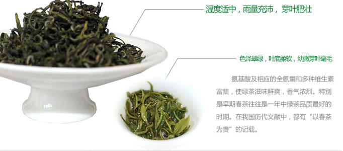 崂山绿茶新茶的季节
