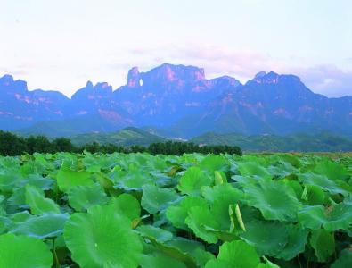 青岩茗翠多少钱一片