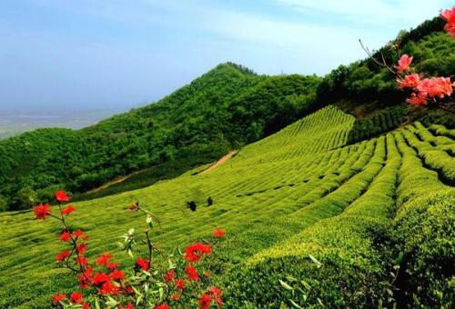 中国十大名茶是什么