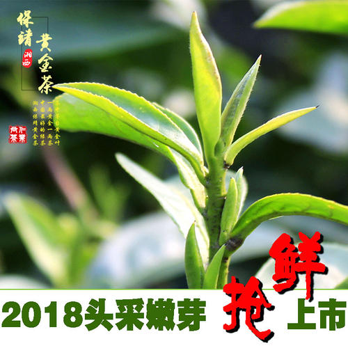 湘西州盛产茶叶
