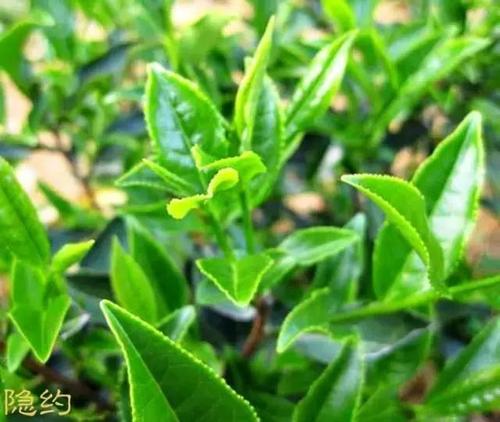 武夷岩茶杀青温度