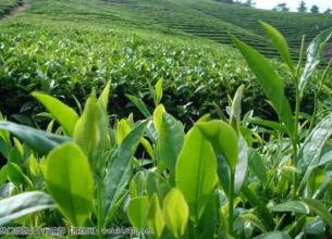 白芽奇兰是绿茶还是红茶