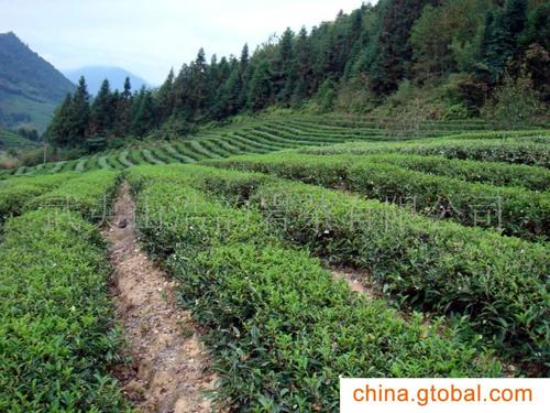 武夷岩茶的产地及生长环境是怎样的