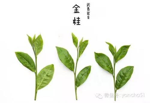 中国武夷岩茶网