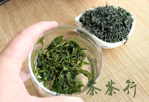 崂山绿茶属于什么茶叶