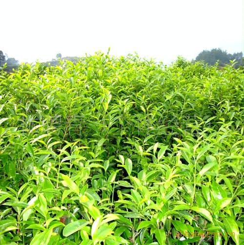 凤凰单丛茶种植