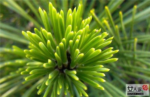 松针茶治疗感冒