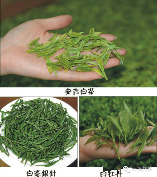福鼎大白茶绿茶品种