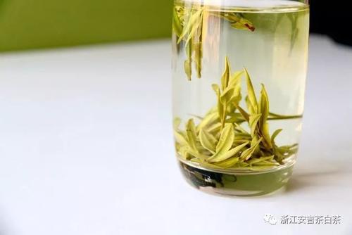 安吉白茶有几个季节