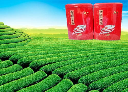凤凰山单丛茶多少钱一斤