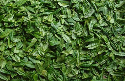 六安瓜片 属于绿茶么